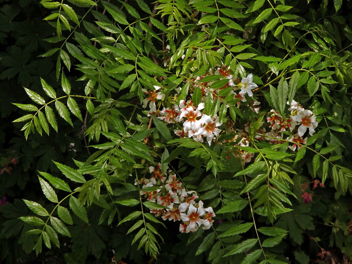 Žlutoroh jeřábolistý (Xanthoceras sorbifolia Bunge)