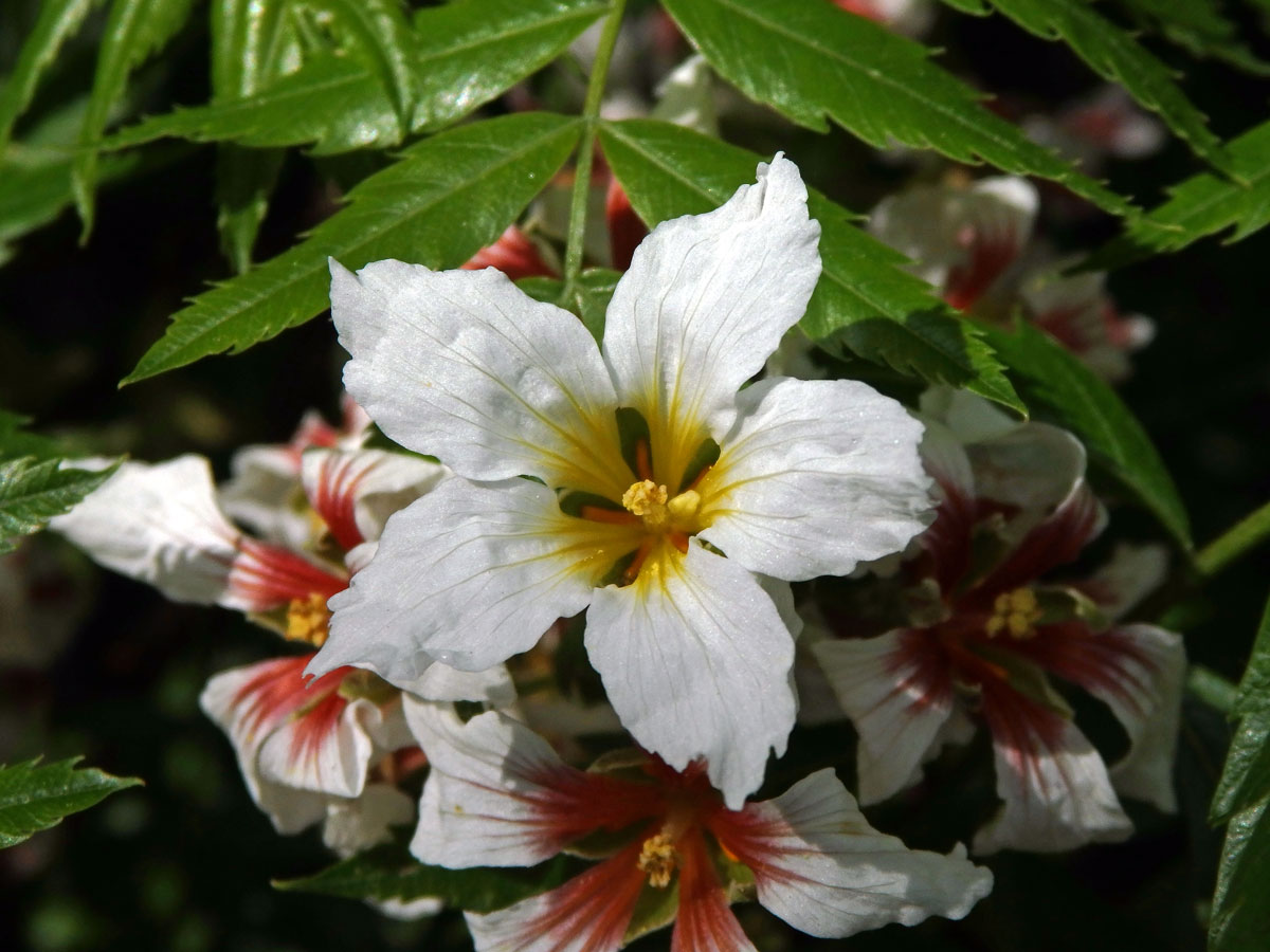 Žlutoroh jeřábolistý (Xanthoceras sorbifolia Bunge)