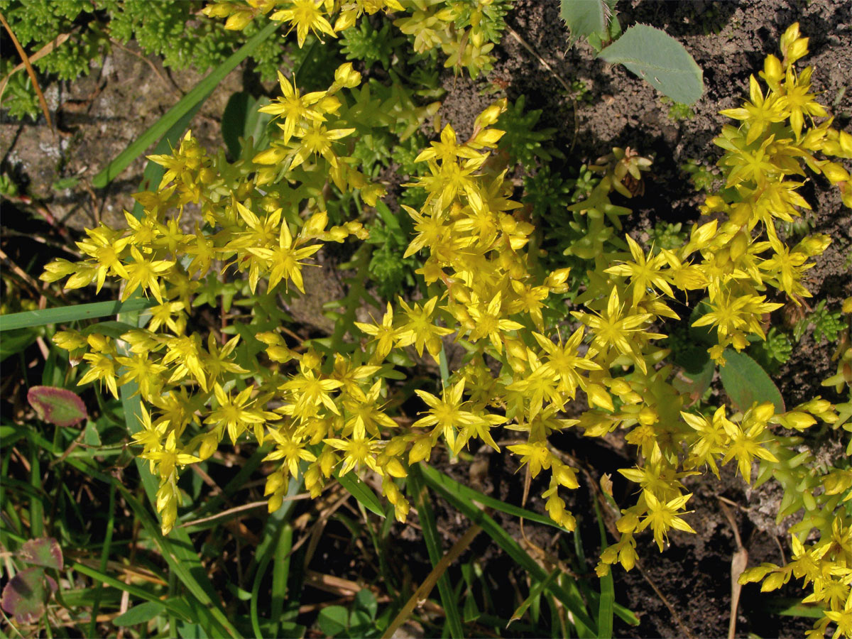 Rozchodník prudký (Sedum acre L.)