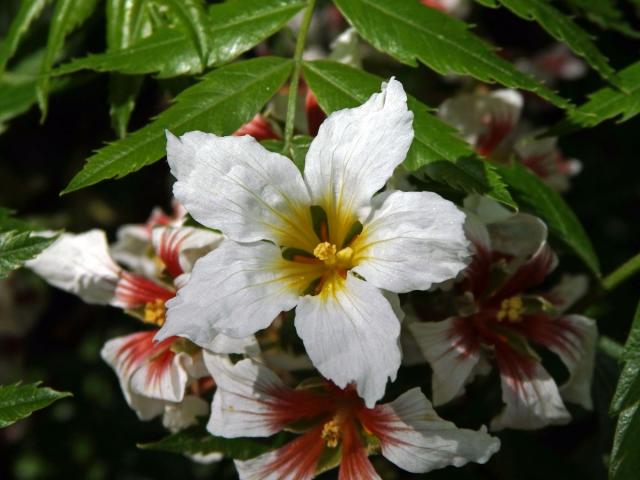 Žlutoroh jeřábolistý (Xanthoceras sorbifolia Bunge)