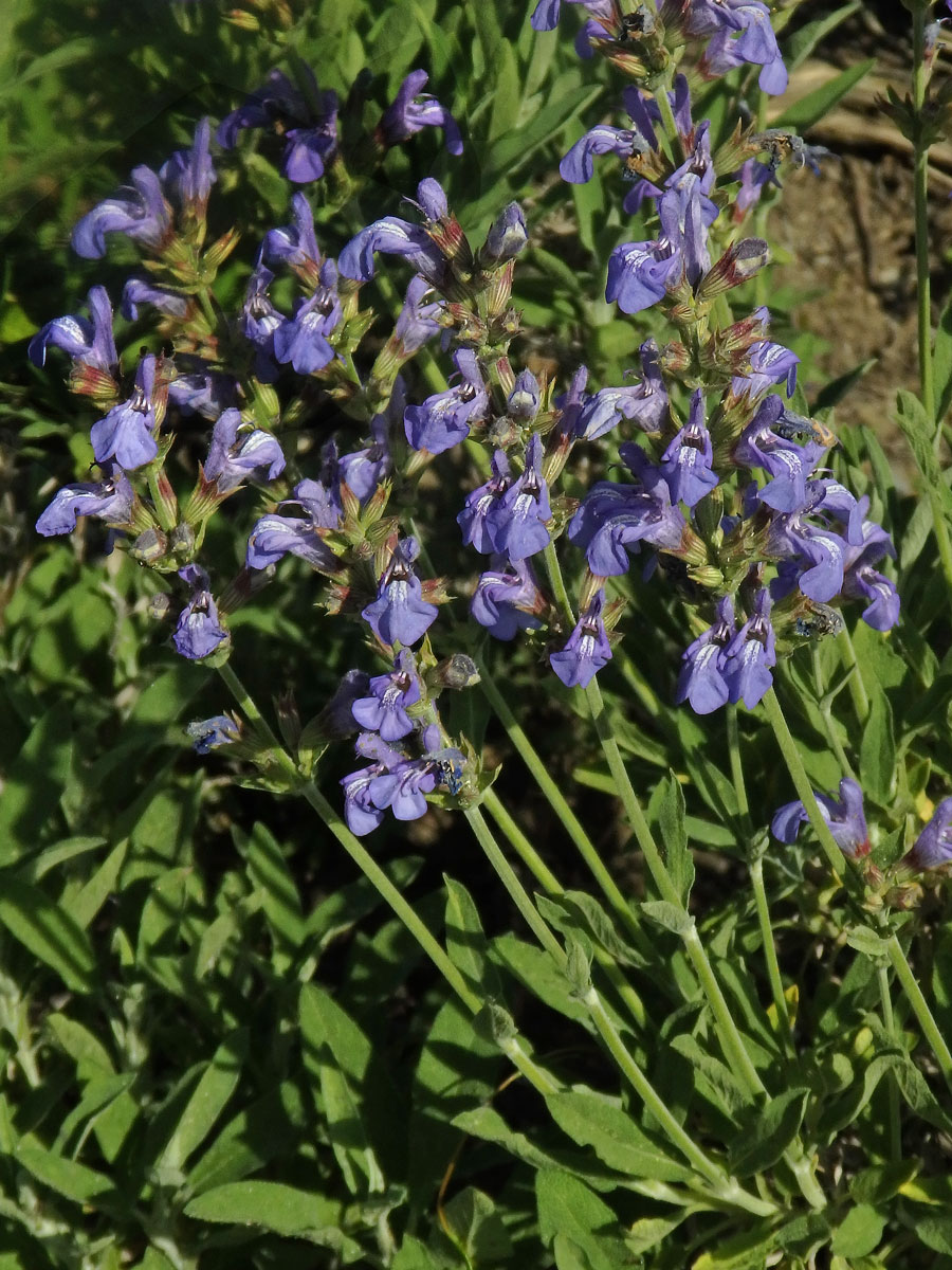 Šalvěj lékařská levandulolistá (Salvia officinalis subsp. lavandulifolia (Vahl) Gams)