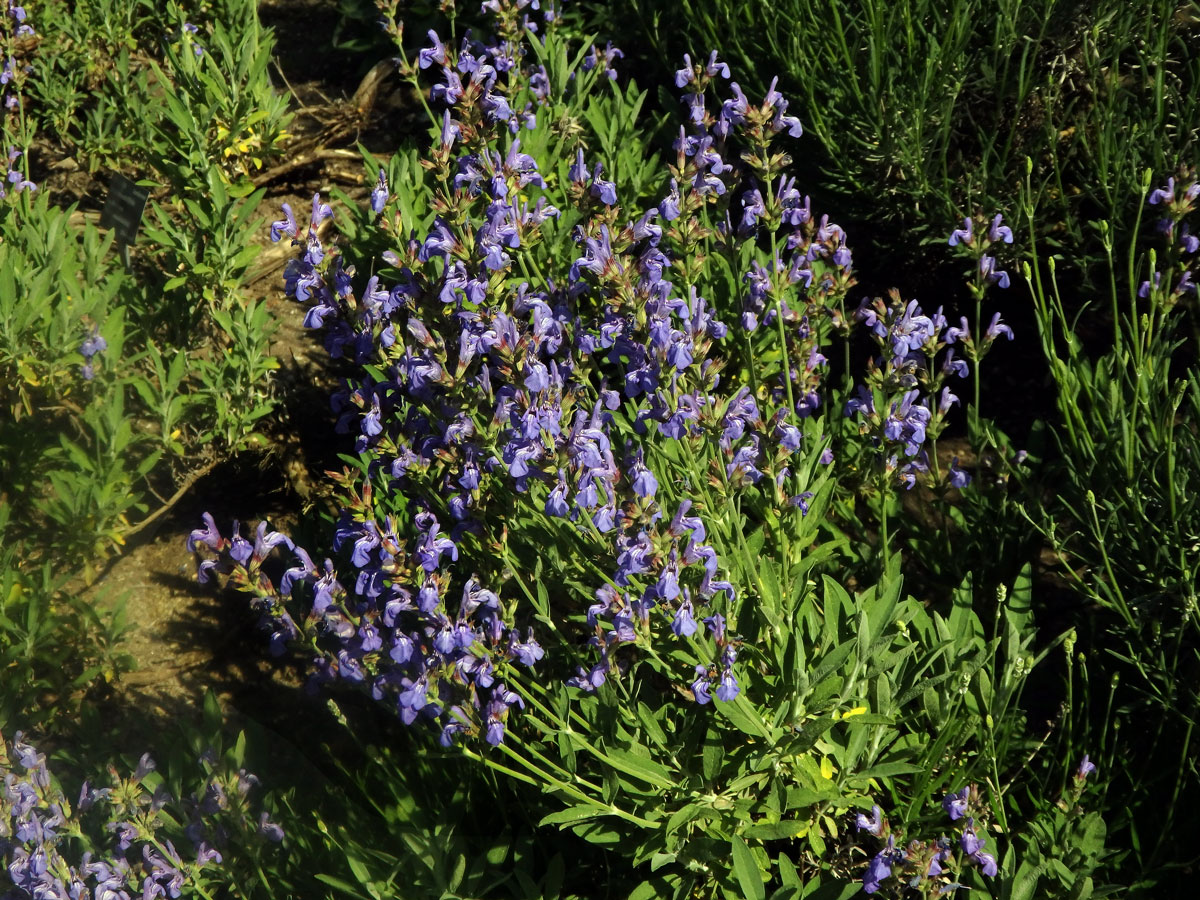 Šalvěj lékařská levandulolistá (Salvia officinalis subsp. lavandulifolia (Vahl) Gams)