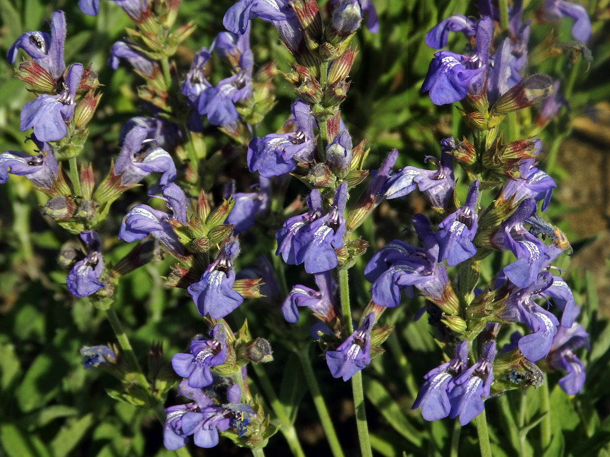 Šalvěj lékařská levandulolistá (Salvia officinalis subsp. lavandulifolia (Vahl) Gams)