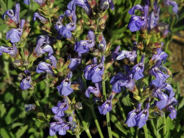 Šalvěj lékařská levandulolistá (Salvia officinalis subsp. lavandulifolia (Vahl) Gams)