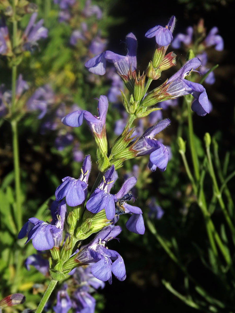 Šalvěj lékařská levandulolistá (Salvia officinalis subsp. lavandulifolia (Vahl) Gams)