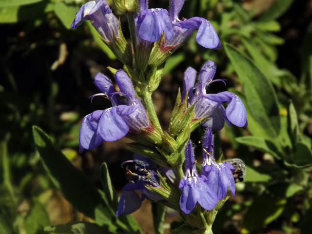 Šalvěj lékařská levandulolistá (Salvia officinalis subsp. lavandulifolia (Vahl) Gams)