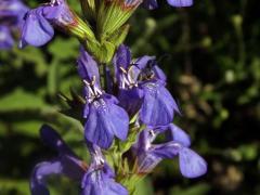 Šalvěj lékařská levandulolistá (Salvia officinalis subsp. lavandulifolia (Vahl) Gams)