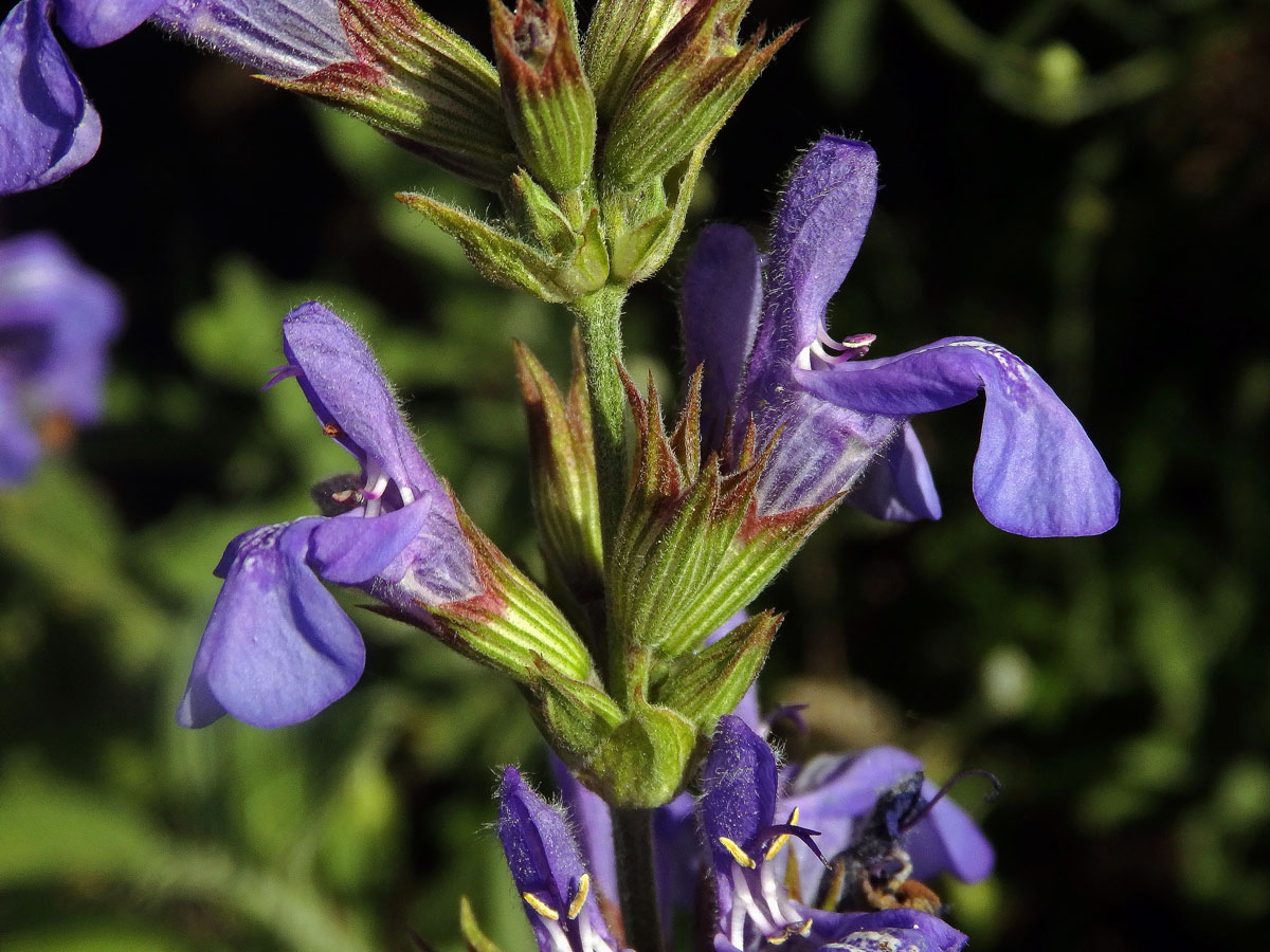 Šalvěj lékařská levandulolistá (Salvia officinalis subsp. lavandulifolia (Vahl) Gams)