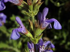 Šalvěj lékařská levandulolistá (Salvia officinalis subsp. lavandulifolia (Vahl) Gams)