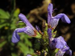 Šalvěj lékařská levandulolistá (Salvia officinalis subsp. lavandulifolia (Vahl) Gams)