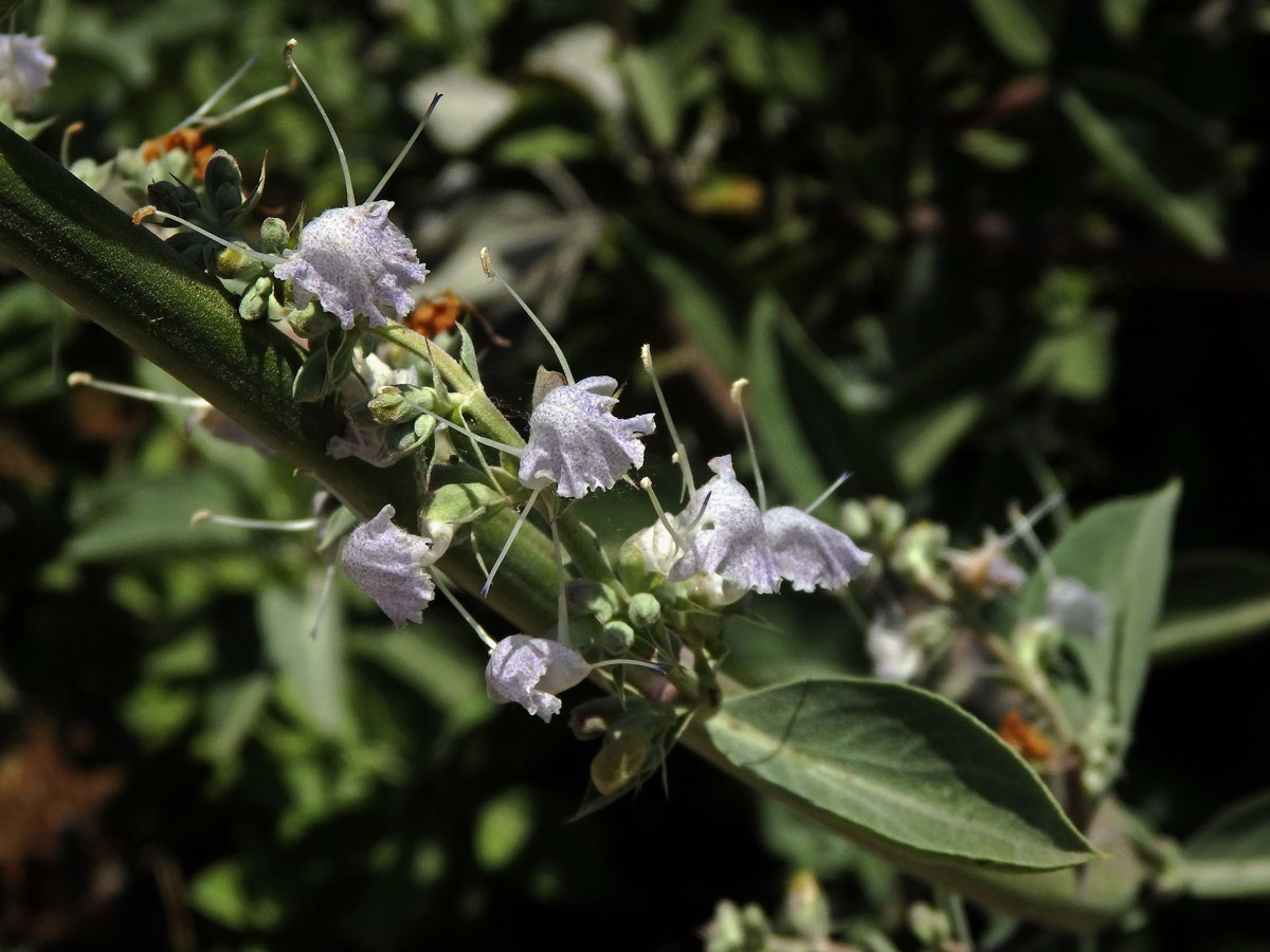 Šalvěj bílá (Salvia apiana Jepson)