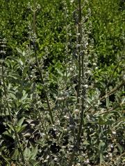 Šalvěj bílá (Salvia apiana Jepson)