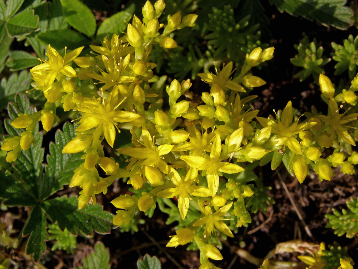 Rozchodník prudký (Sedum acre L.)