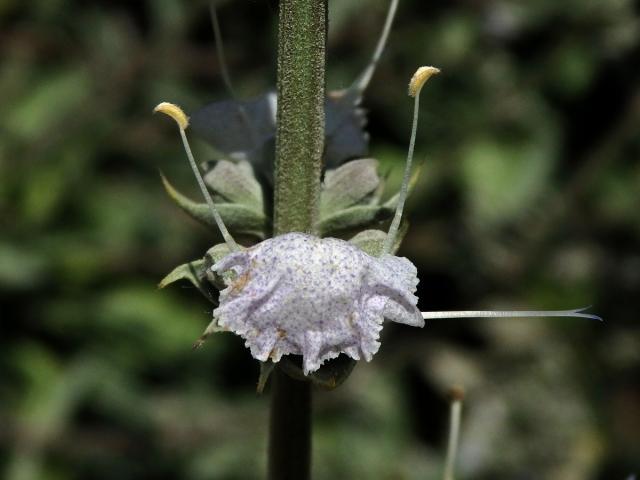 Šalvěj bílá (Salvia apiana Jepson)