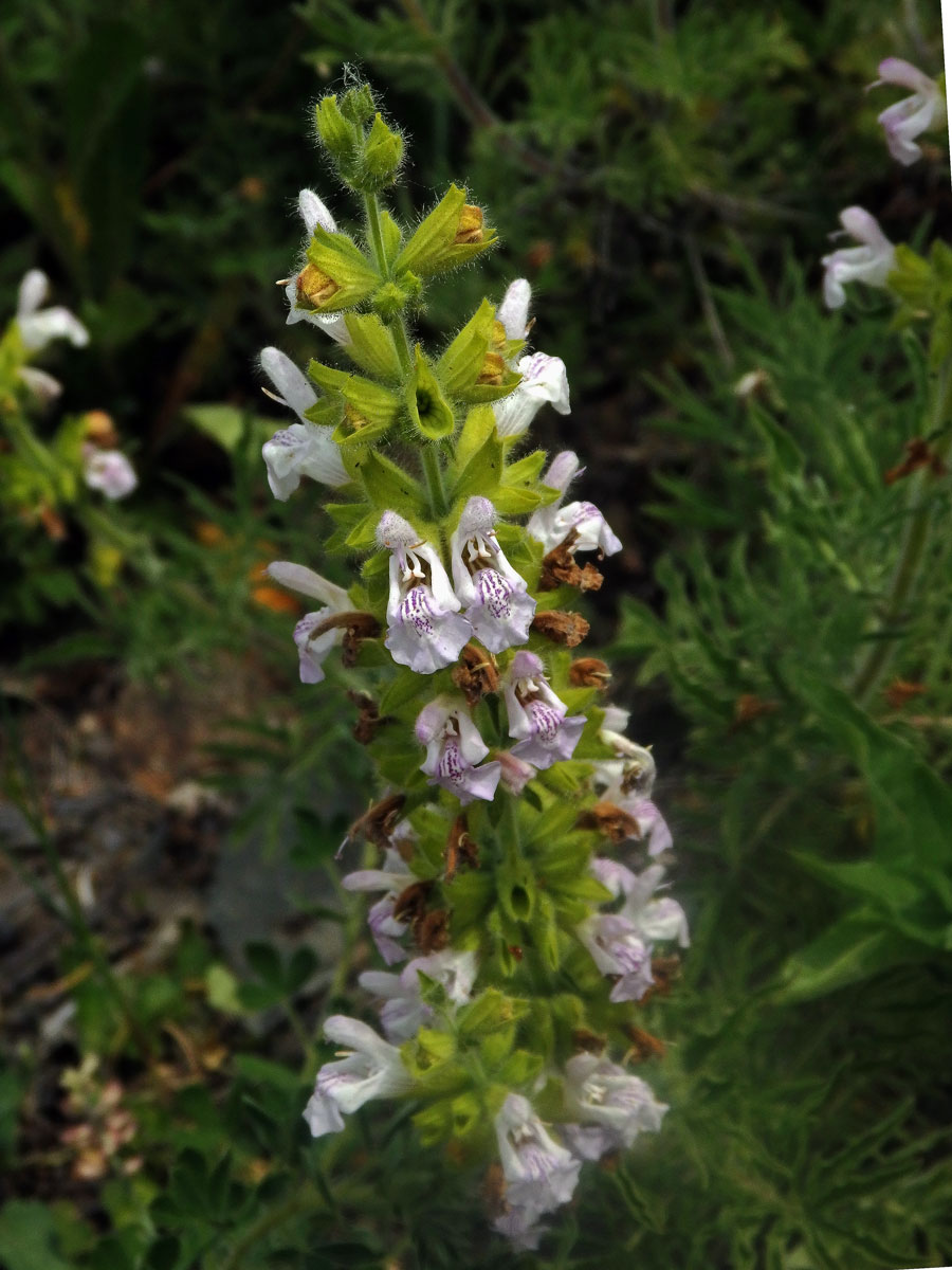 Šalvěj hlaváčolistá (Salvia scabiosifolia Lam.)