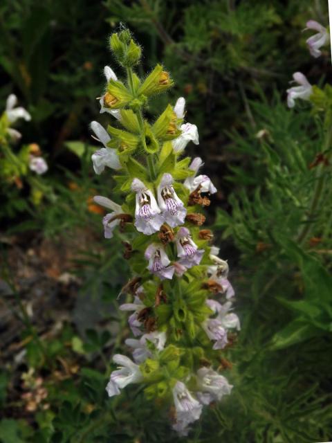 Šalvěj hlaváčolistá (Salvia scabiosifolia Lam.)