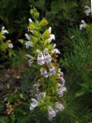 Šalvěj hlaváčolistá (Salvia scabiosifolia Lam.) 