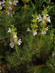 Šalvěj hlaváčolistá (Salvia scabiosifolia Lam.)