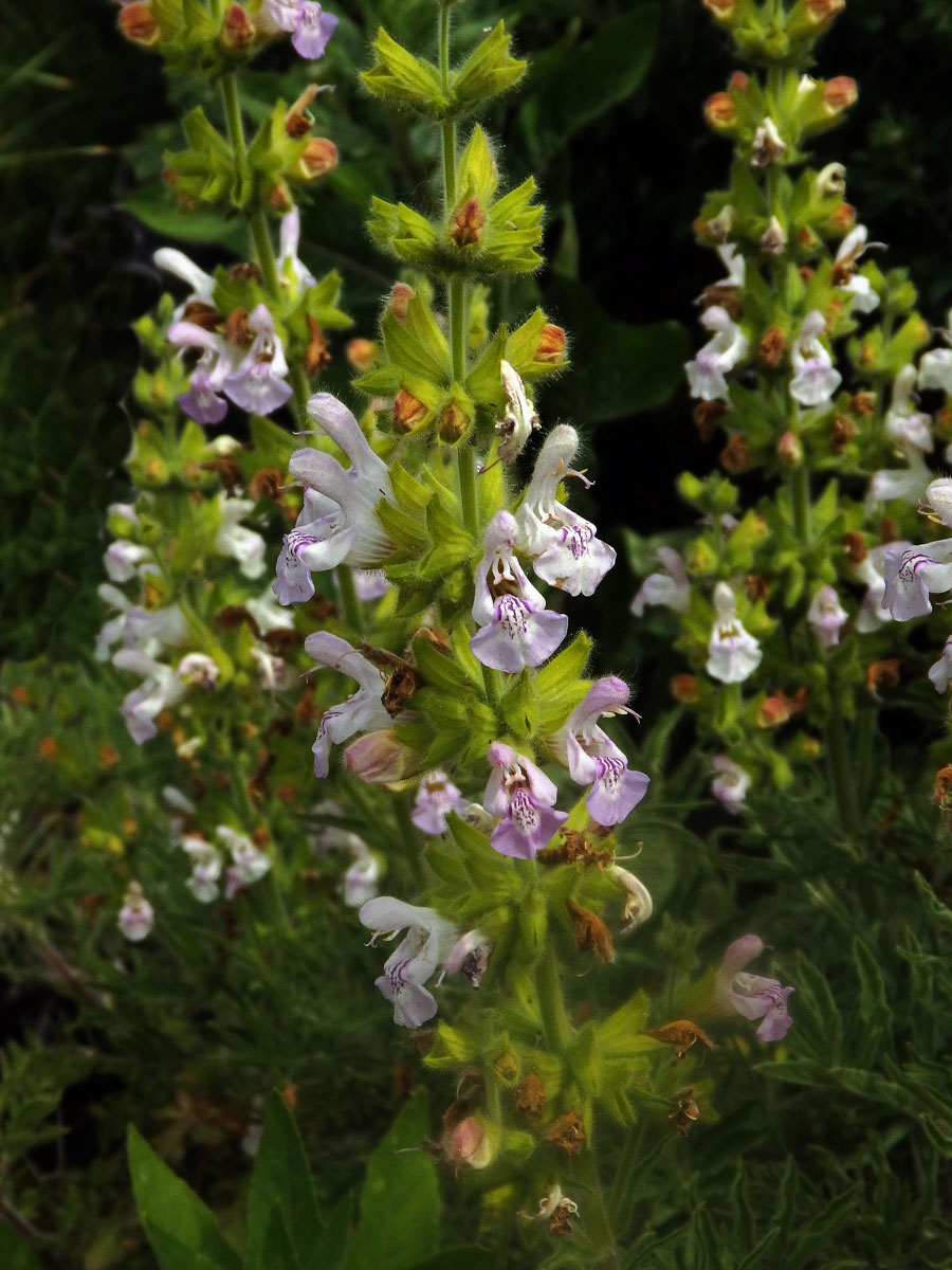 Šalvěj hlaváčolistá (Salvia scabiosifolia Lam.)