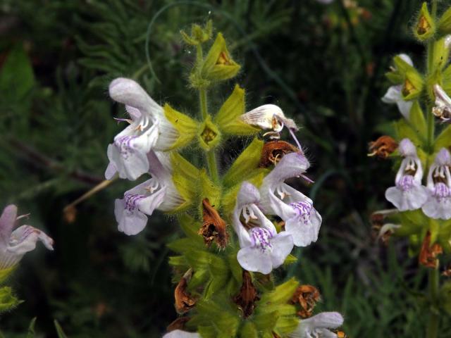 Šalvěj hlaváčolistá (Salvia scabiosifolia Lam.)