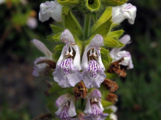 Šalvěj hlaváčolistá (Salvia scabiosifolia Lam.)