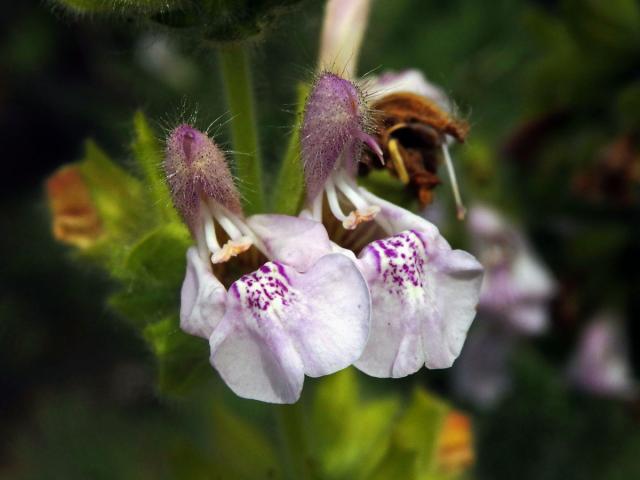 Šalvěj hlaváčolistá (Salvia scabiosifolia Lam.)