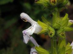 Šalvěj hlaváčolistá (Salvia scabiosifolia Lam.)