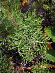 Šalvěj hlaváčolistá (Salvia scabiosifolia Lam.)
