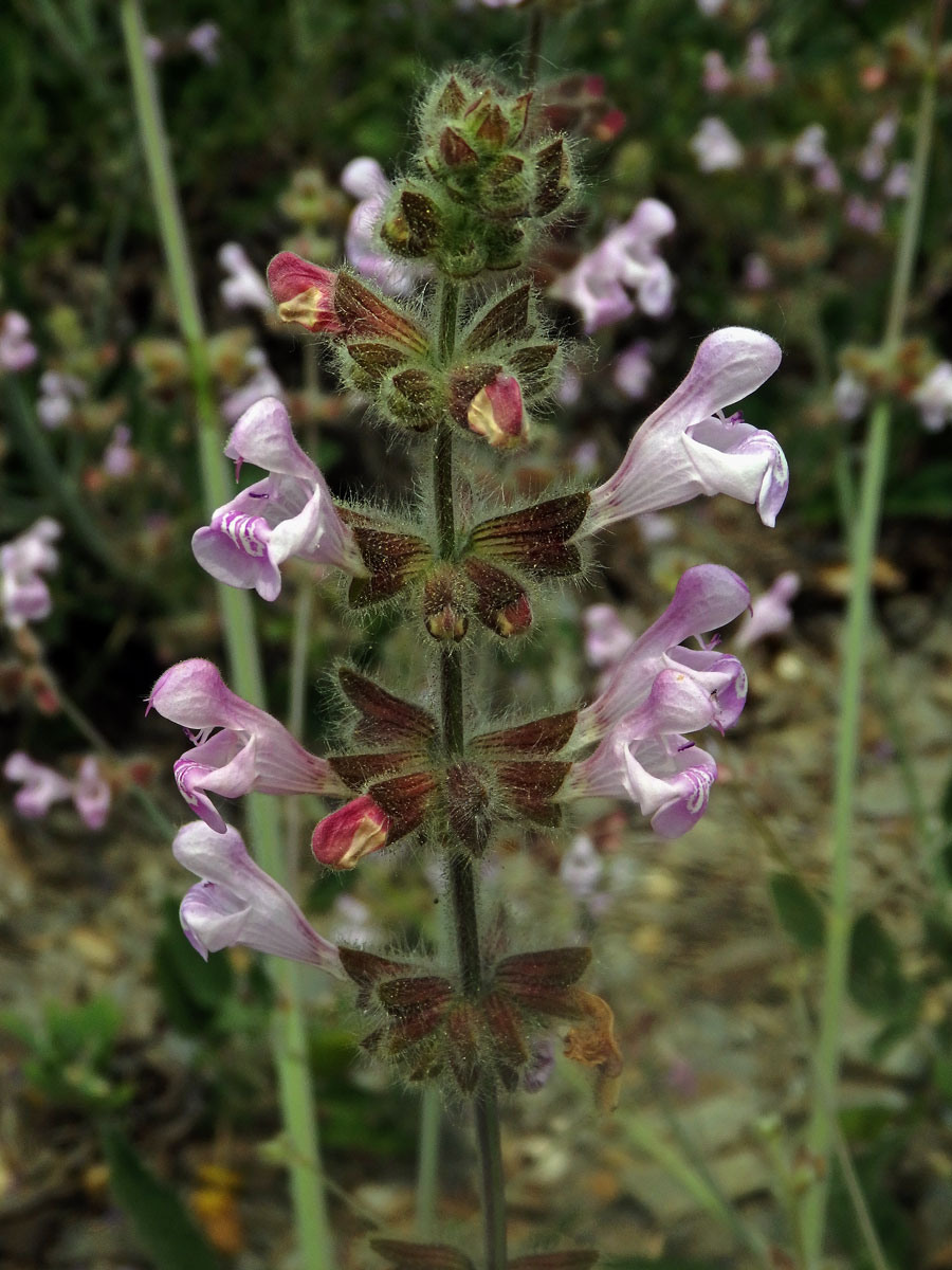 Šalvěj (Salvia recognita Fisch. & C. A. Mey.)