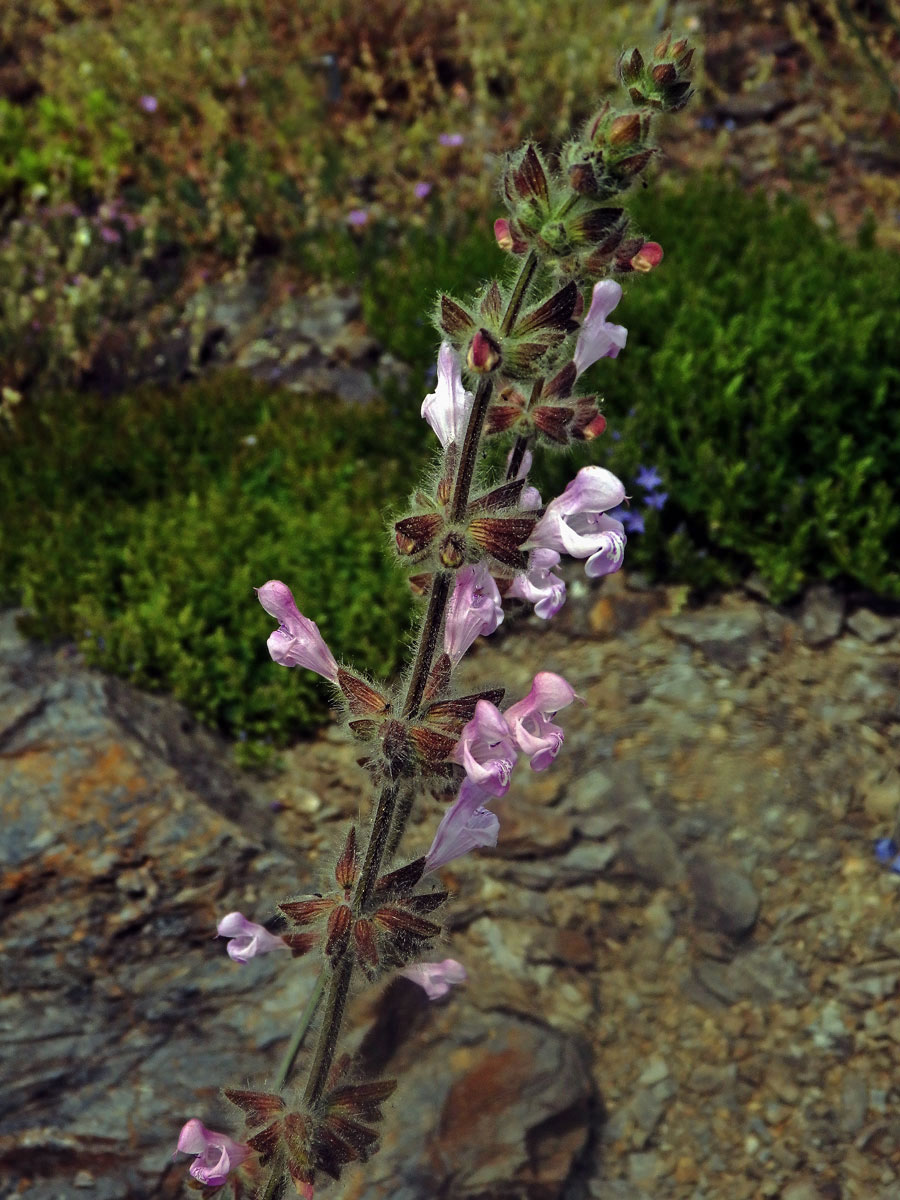 Šalvěj (Salvia recognita Fisch. & C. A. Mey.)