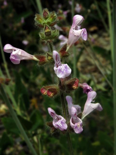 Šalvěj (Salvia recognita Fisch. & C. A. Mey.)