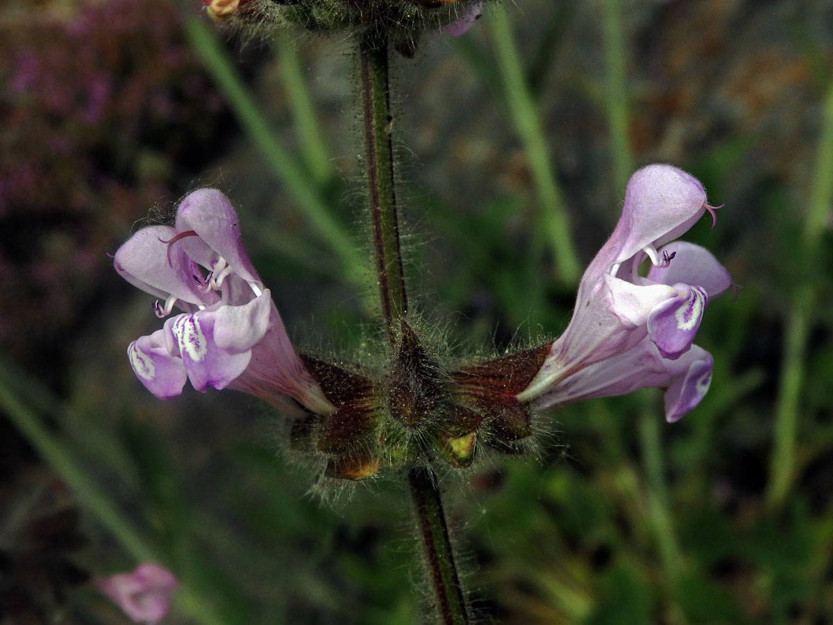 Šalvěj (Salvia recognita Fisch. & C. A. Mey.)