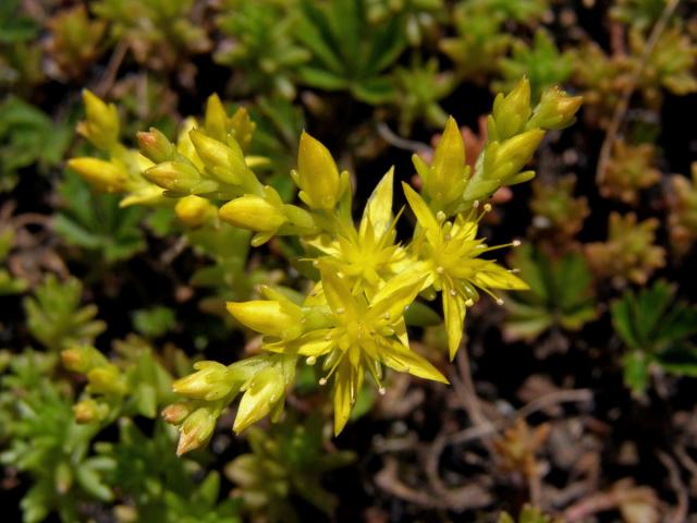 Rozchodník prudký (Sedum acre L.)