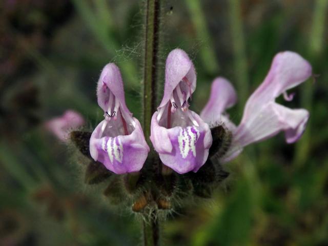 Šalvěj (Salvia recognita Fisch. & C. A. Mey.)