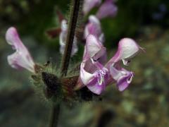 Šalvěj (Salvia recognita Fisch. & C. A. Mey.)