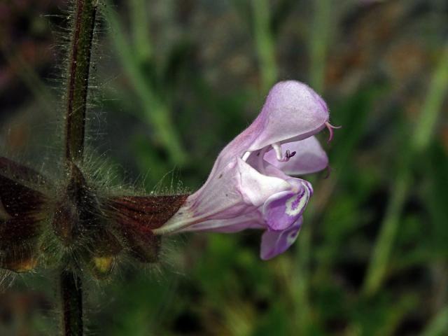 Šalvěj (Salvia recognita Fisch. & C. A. Mey.)