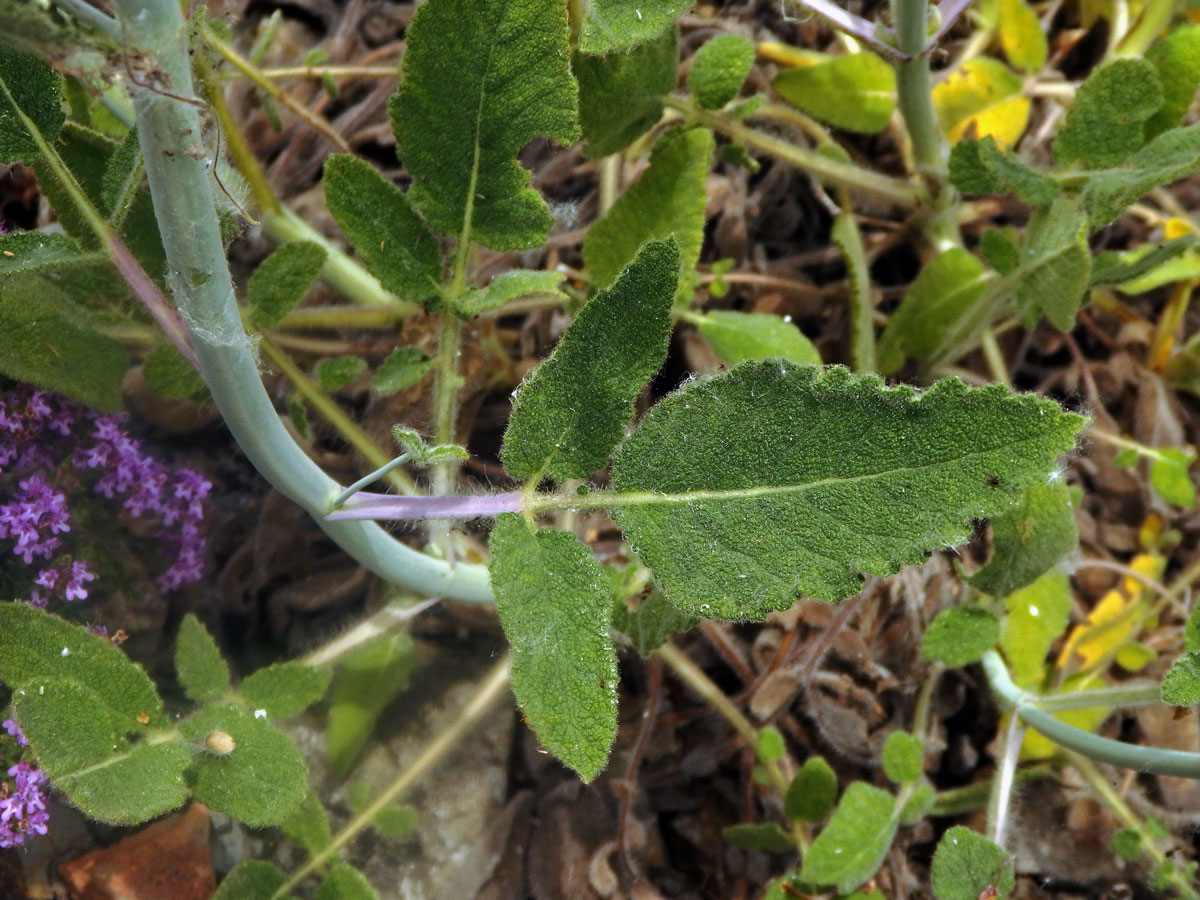 Šalvěj (Salvia recognita Fisch. & C. A. Mey.)