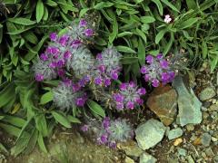 Čistec (Stachys lavandulifolia Vahl)