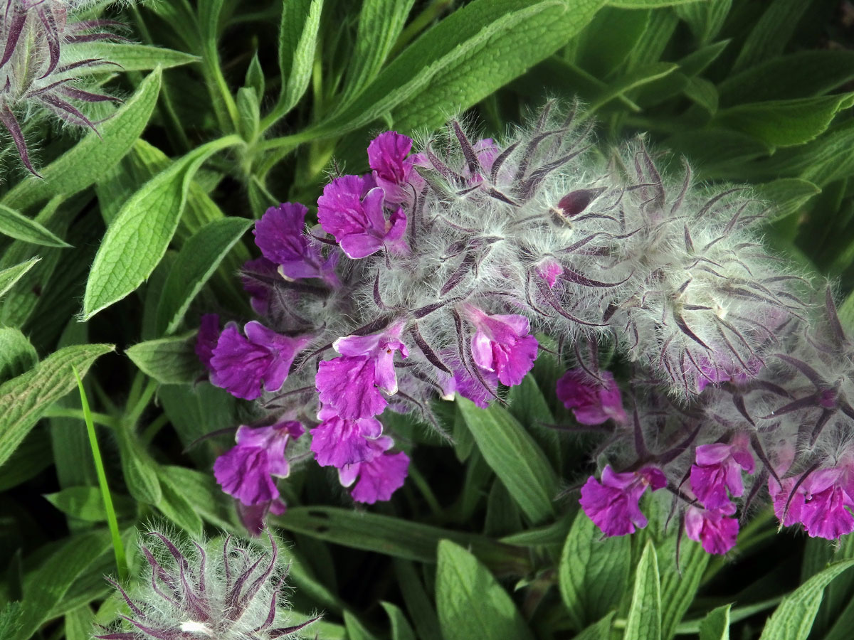 Čistec (Stachys lavandulifolia Vahl)