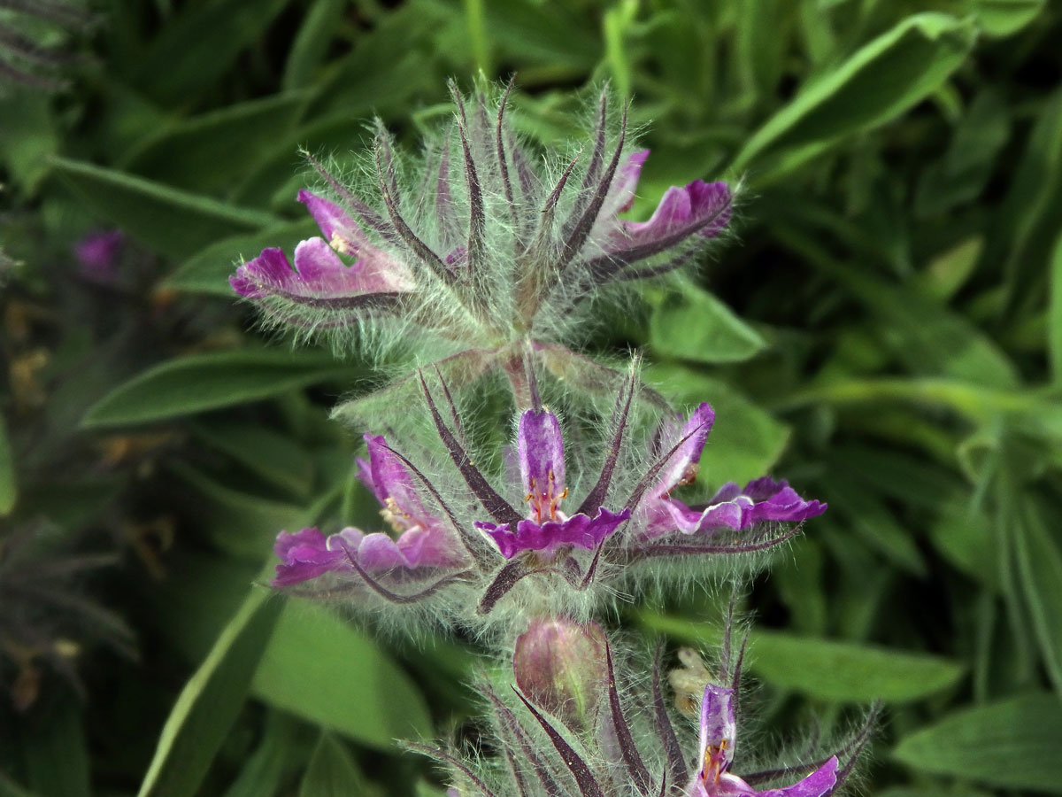 Čistec (Stachys lavandulifolia Vahl)