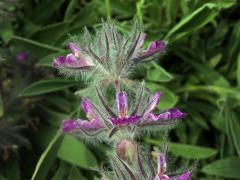 Čistec (Stachys lavandulifolia Vahl)