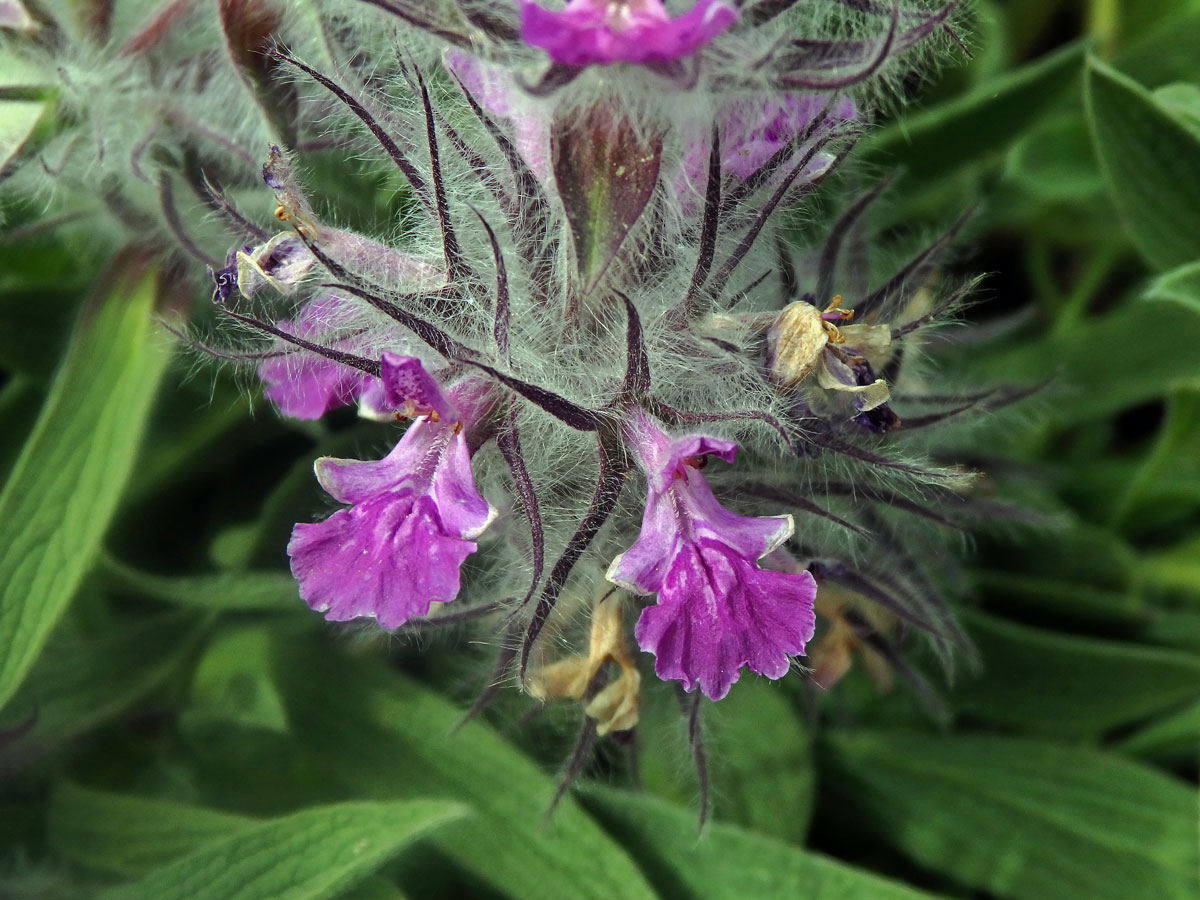 Čistec (Stachys lavandulifolia Vahl)