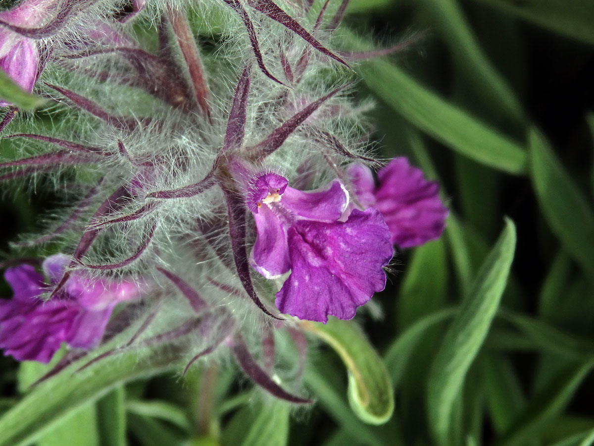 Čistec (Stachys lavandulifolia Vahl)