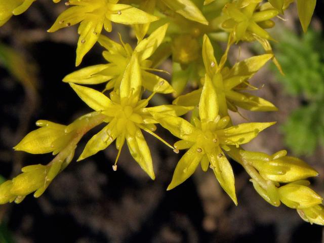 Rozchodník prudký (Sedum acre L.)