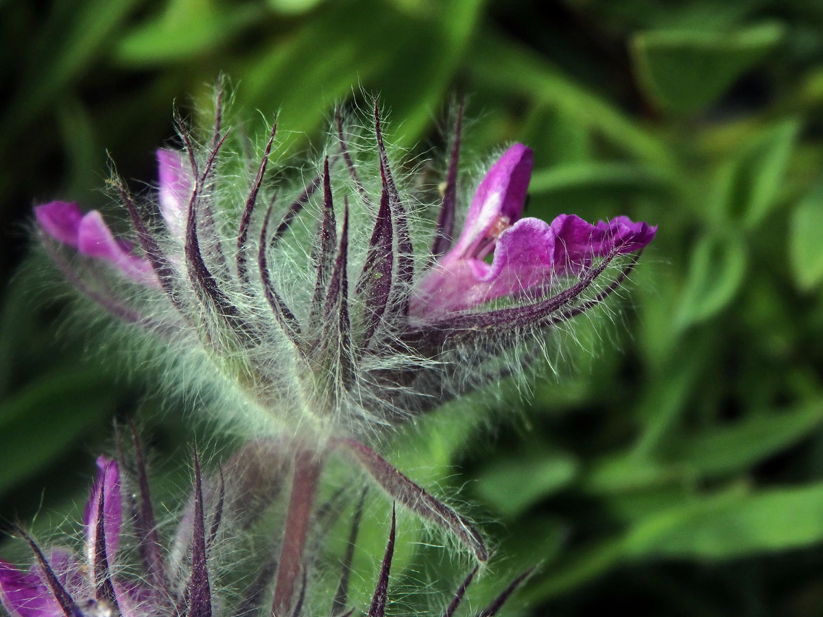 Čistec (Stachys lavandulifolia Vahl)