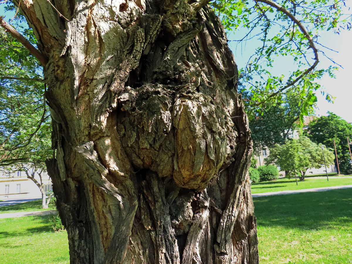 Tumor na akátu (Robinia pseudoacacia L.) (38)