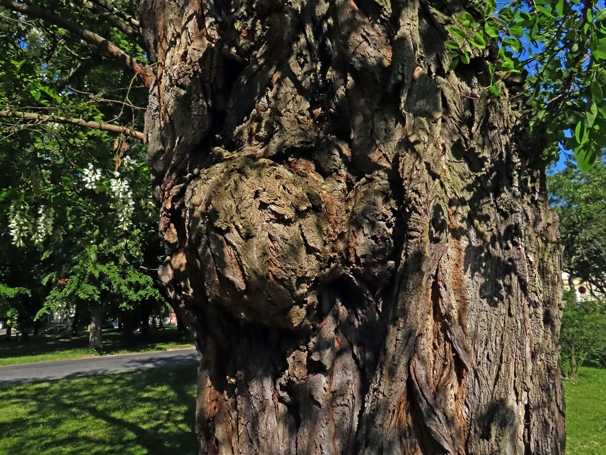 Tumor na akátu (Robinia pseudoacacia L.) (39)