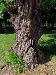 Tumor na akátu (Robinia pseudoacacia L.) (40a)