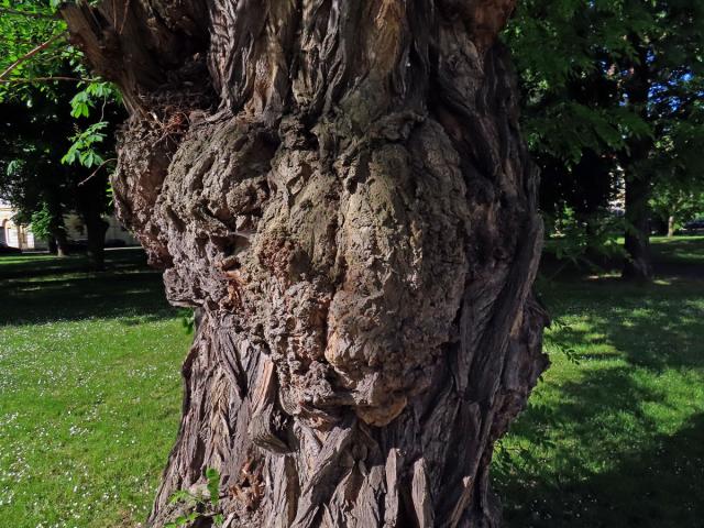 Tumor na akátu (Robinia pseudoacacia L.) (40b)