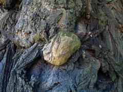 Tumor na akátu (Robinia pseudoacacia L.) (40c)